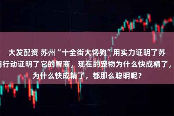 大发配资 苏州“十全街大馋狗”用实力证明了苏州的美食！狗用行动证明了它的智商，现在的宠物为什么快成精了，都那么聪明呢？